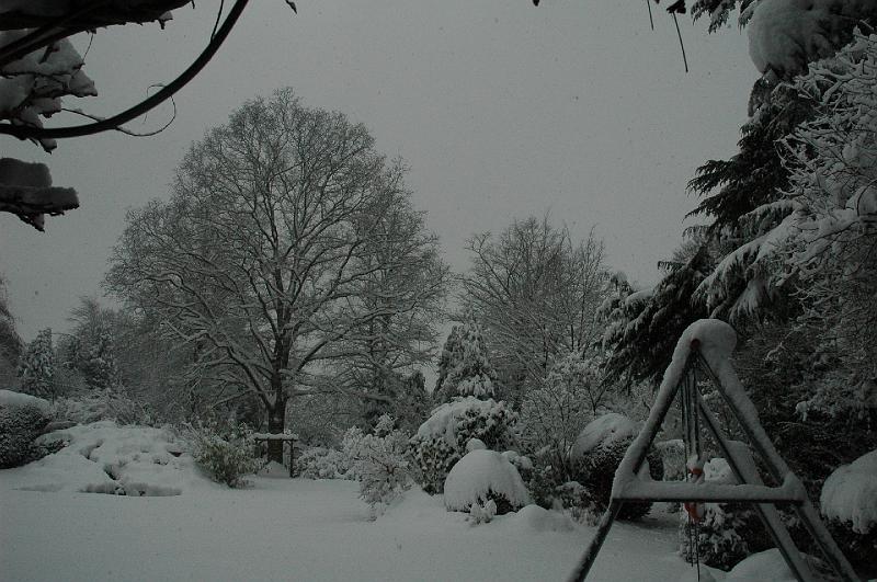 Trees in garden.JPG